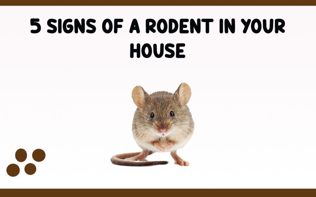 Signs of a rodent problem in your house