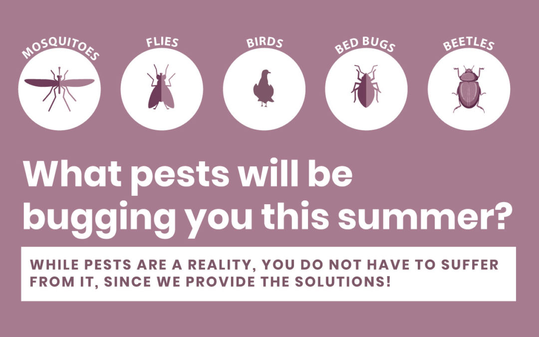 Summer seasonal pests