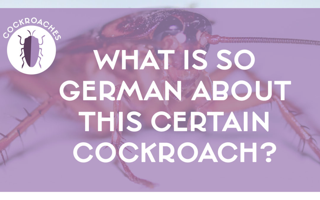 What is so German about this certain Cockroach?
