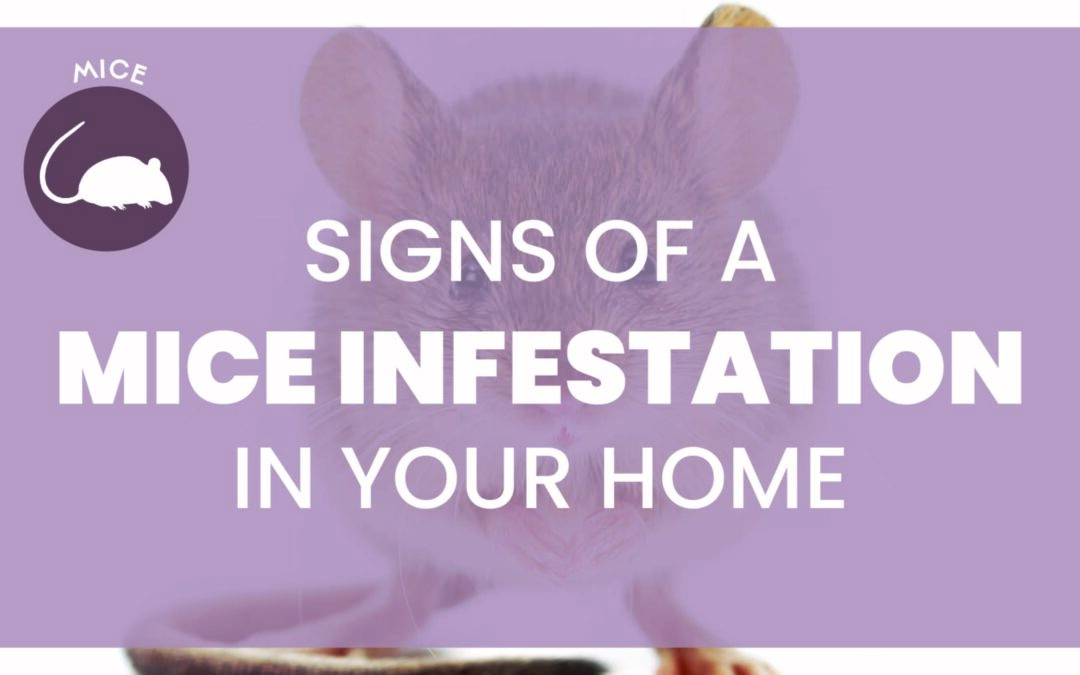 Signs of a mice infestation in your home