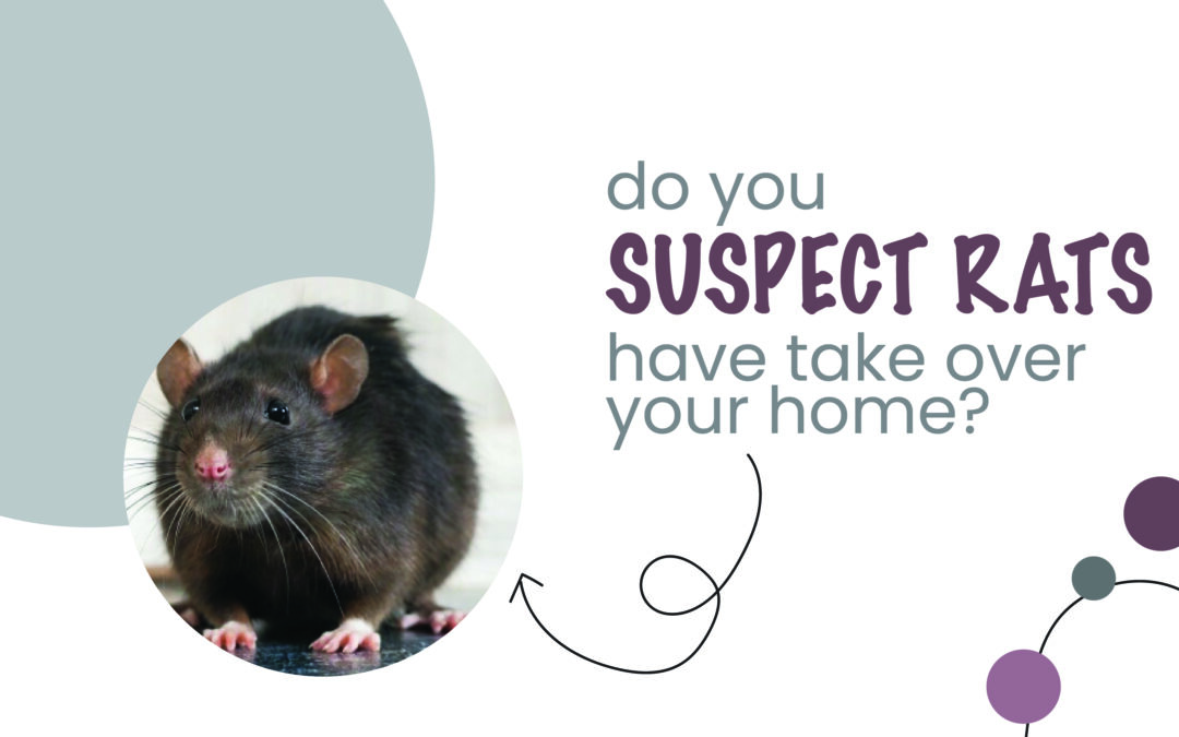 Do you suspect rats have take over your home?