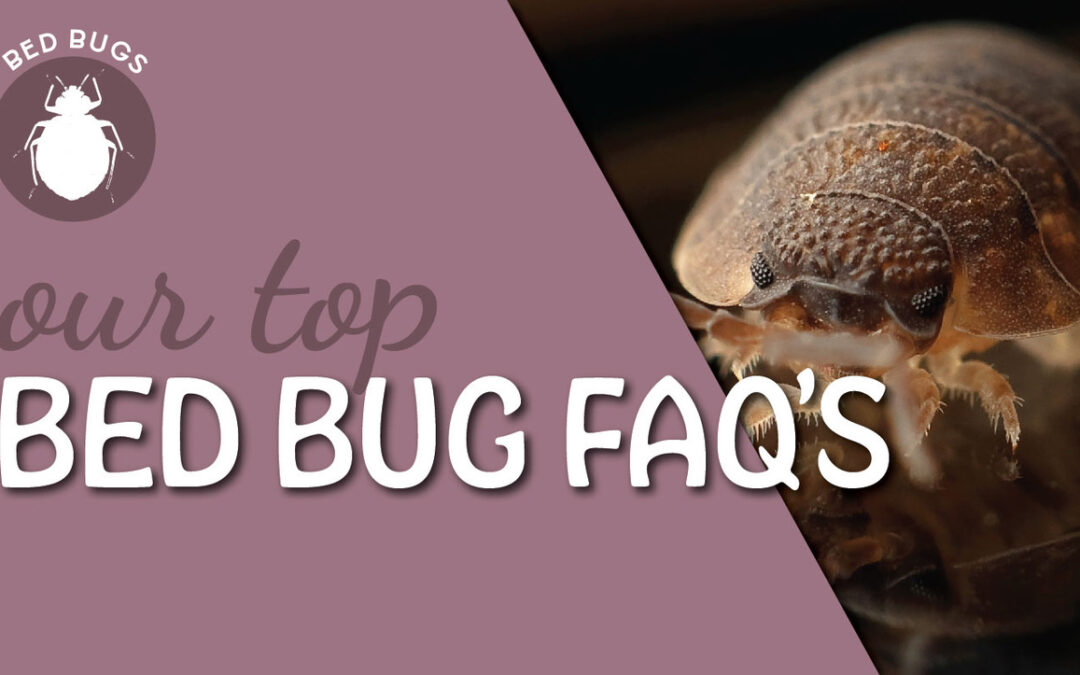 Our top bed bug FAQ’s