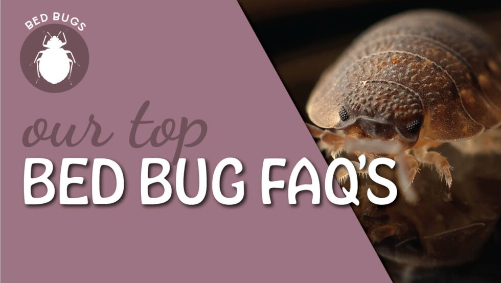 Our top bed bug FAQ’s - PestStore South Africa