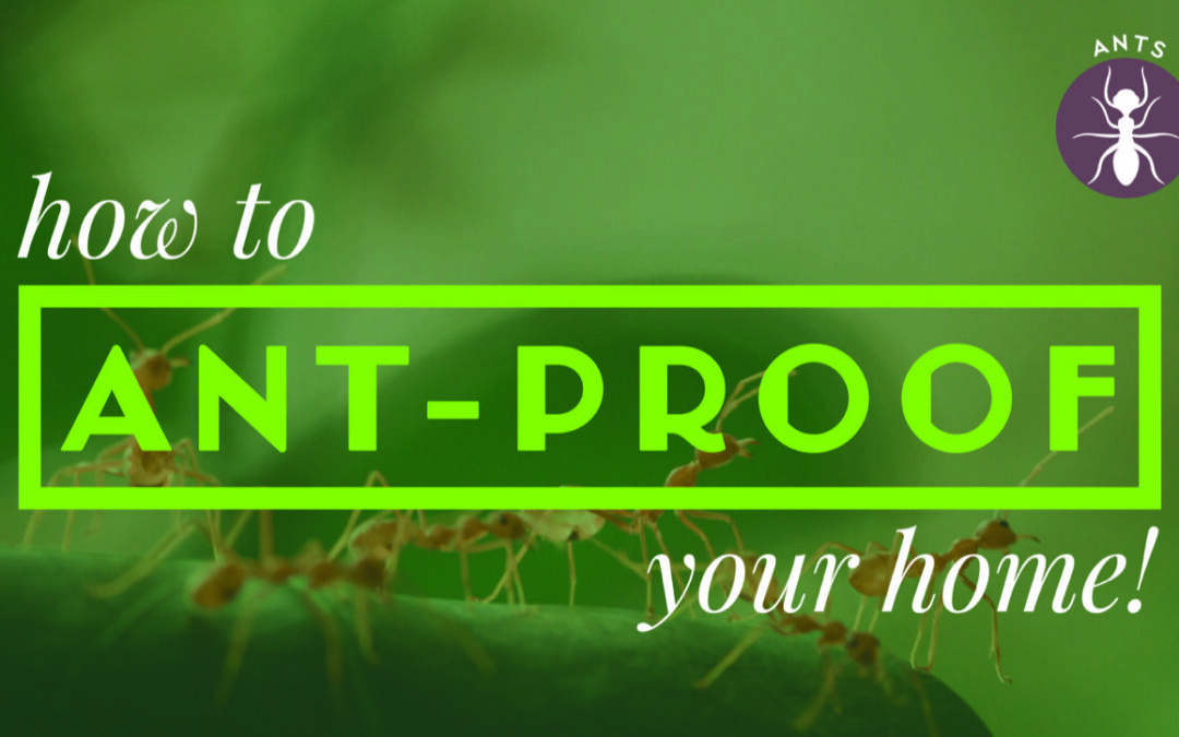 How to ant-proof your home!