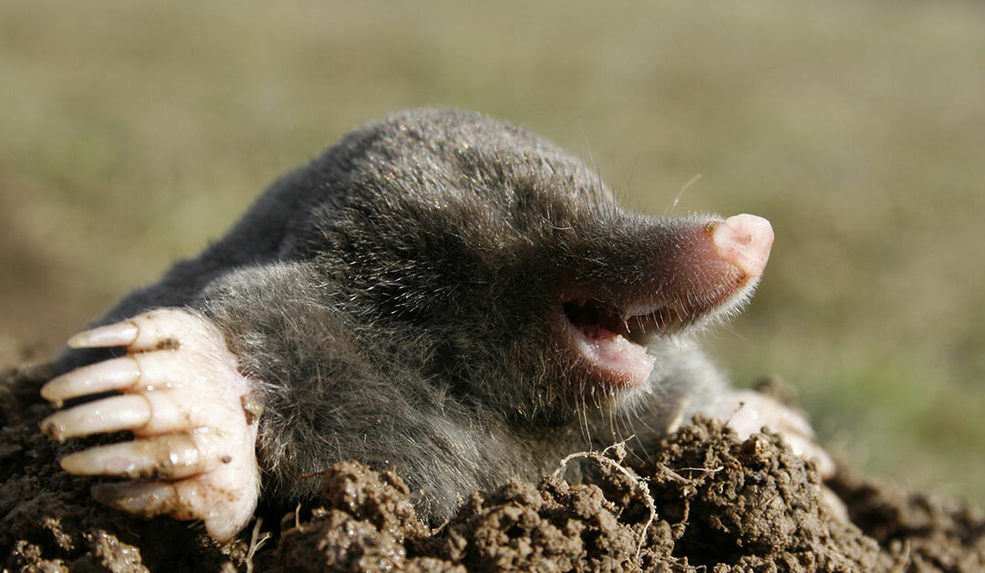 Common Myths About Moles!