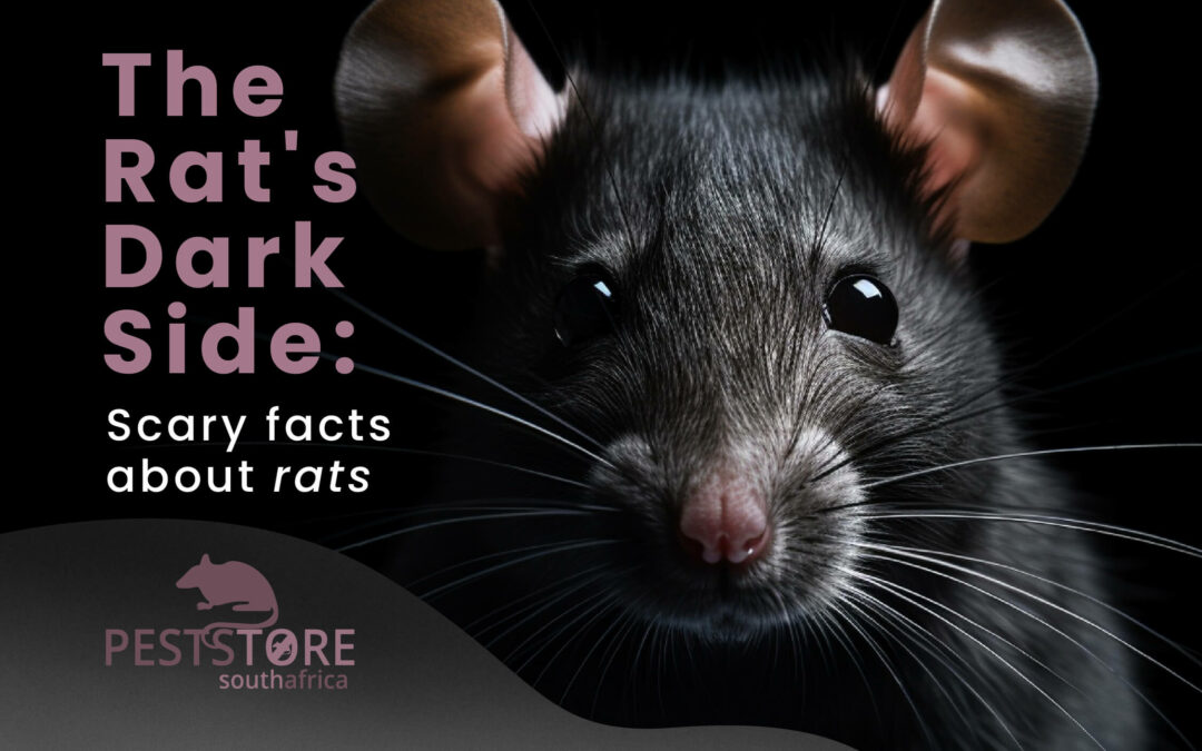 The rat’s dark side: scary facts about rats